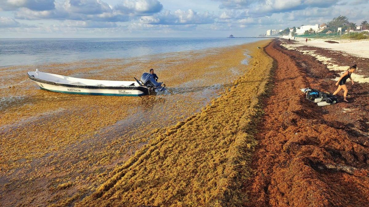 Glony Saragassum wyrzucane na plaże coraz bardziej uciążliwe