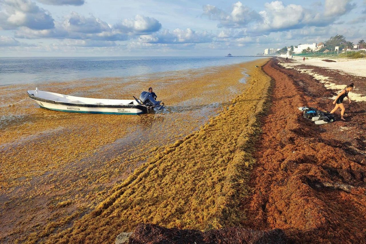 Glony Sargassum opanowały Karaiby. Jest ich aż po horyzont