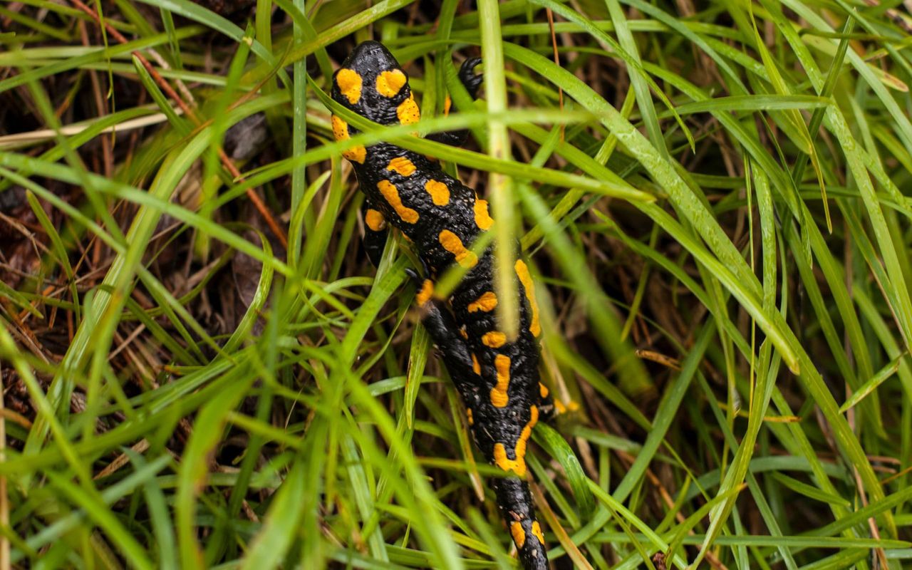 Salamandry budzą się do życia