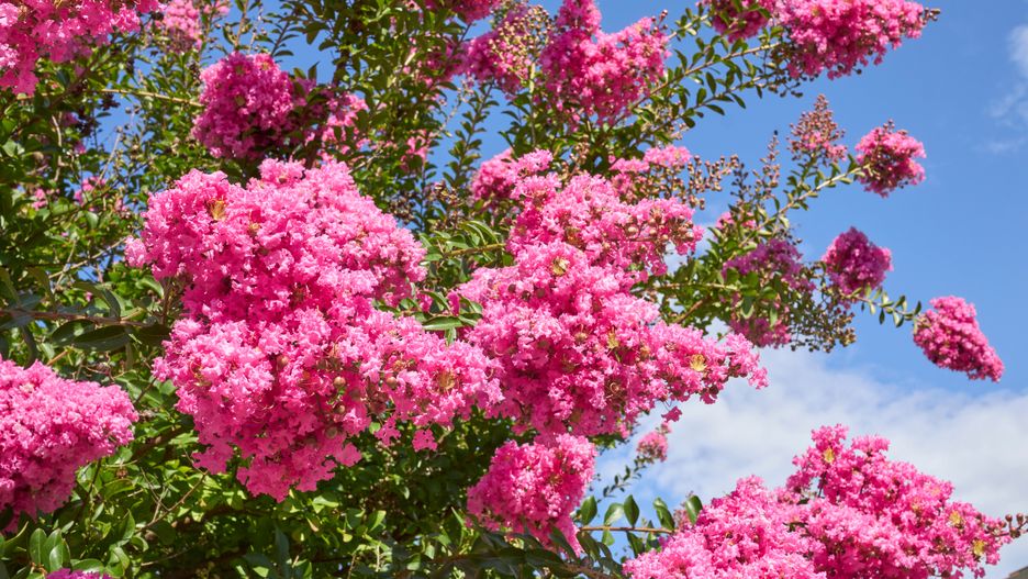 Lagerstroemia indica kwitnie przez kilka miesięcy 