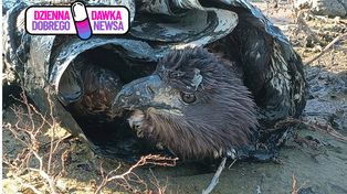 Ruszył z folią i drewnianymi belkami. Brawurowa akcja ratunkowa na Zalewie Szczecińskim