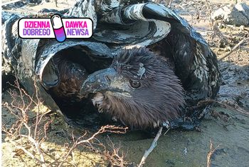 Ruszył z folią i drewnianymi belkami. Brawurowa akcja ratunkowa na Zalewie Szczecińskim