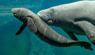 Wrocław. Wybierz imię dla manata. Zwierzę z ZOO czeka na wyniki głosowania