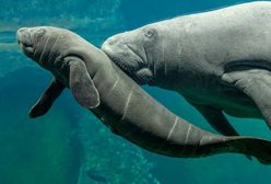 Wrocław. Wybierz imię dla manata. Zwierzę z ZOO czeka na wyniki głosowania