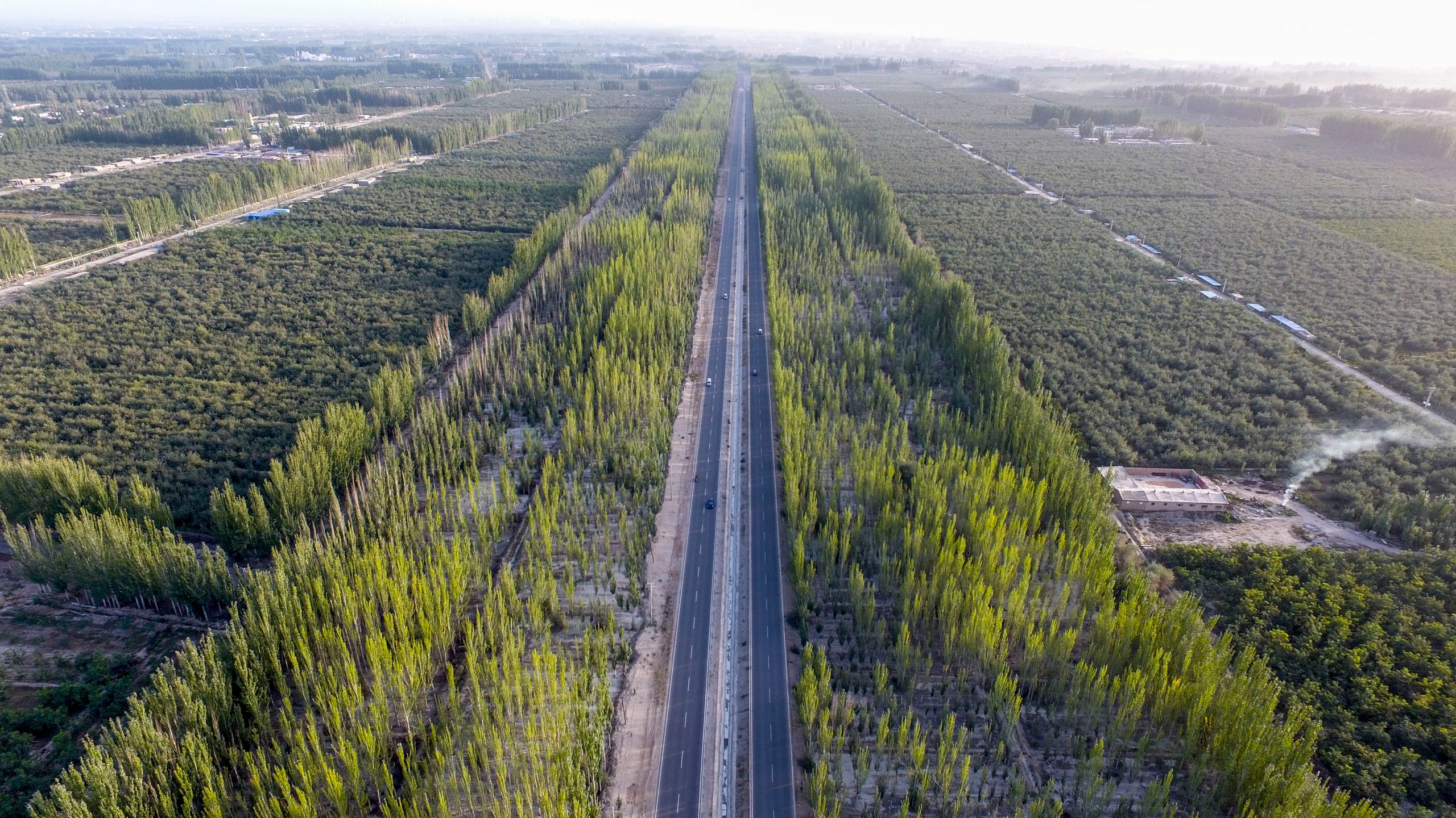 Powstaje największy sztuczny las na planecie. Ma zatrzymać Saharę 4