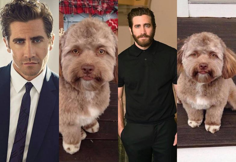 Pies Yogi wygląda jak... Jake Gyllenhaal