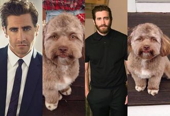 Pies-celebryta wygląda jak... Jake Gyllenhaal! Też to widzicie? (ZDJĘCIA)