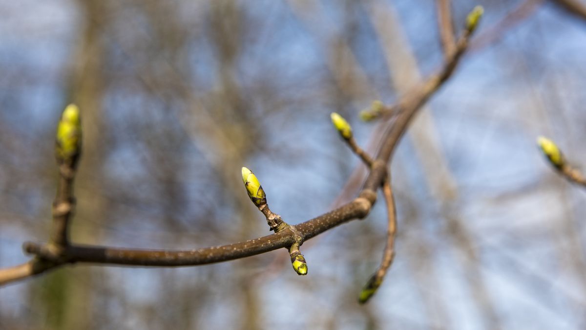 Jak działa dobroczynek gruszowy?