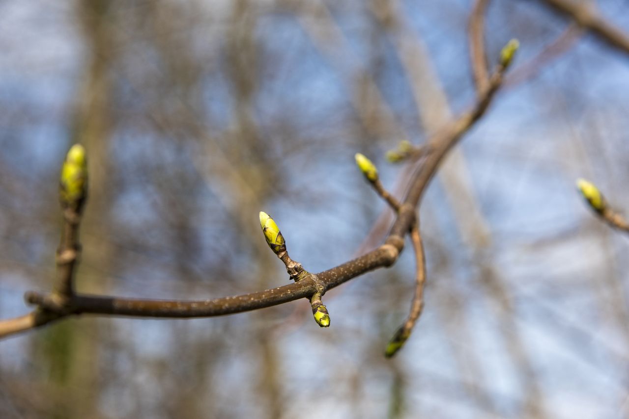 Zawieś na gałęzi już teraz. Działa lepiej niż opryski