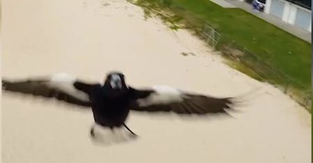 Agresywna sroka w akcji. Ptak zaatakował drona