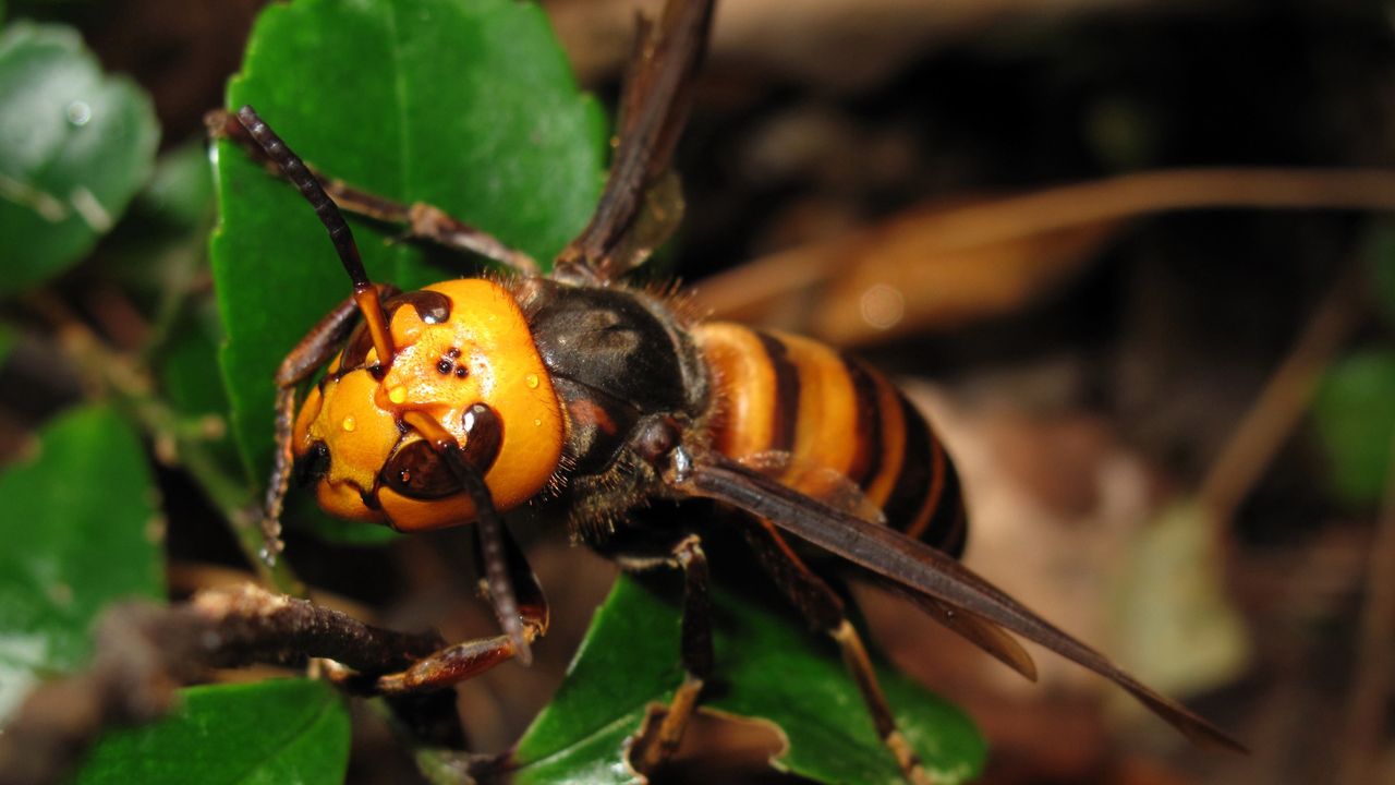 Ogromne szerszenie azjatyckie migrują na kolejny kontynent