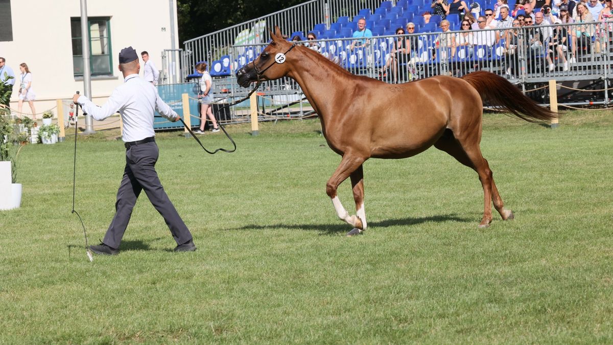 Nowa władza w stadninie koni w Janowie Podlaskim. "Odbudujemy reputację"