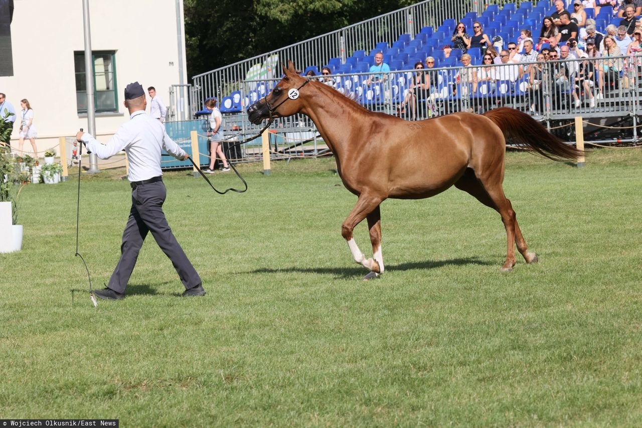 Nowa władza w stadninie w Janowie Podlaskim. "Odbudujemy reputację"