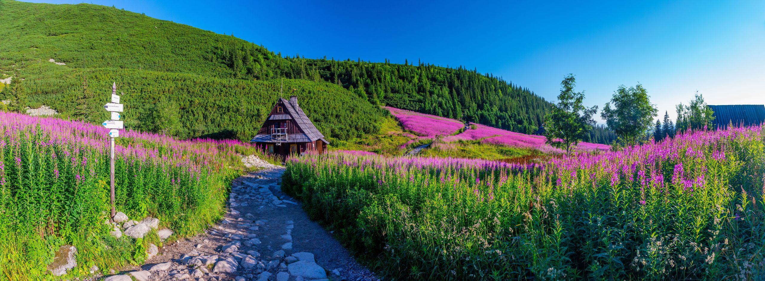 tatry, polskie, polska, góry, wierzbówka, kiprzyca, dolina, gasienicowa, fiolet, lato, wakacje, zakopane, krajobraz, pejzaż, cuda natury, natura, szczyty