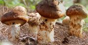 To Święty Graal grzybiarzy. Niepozorny grzyb jest wart fortunę
