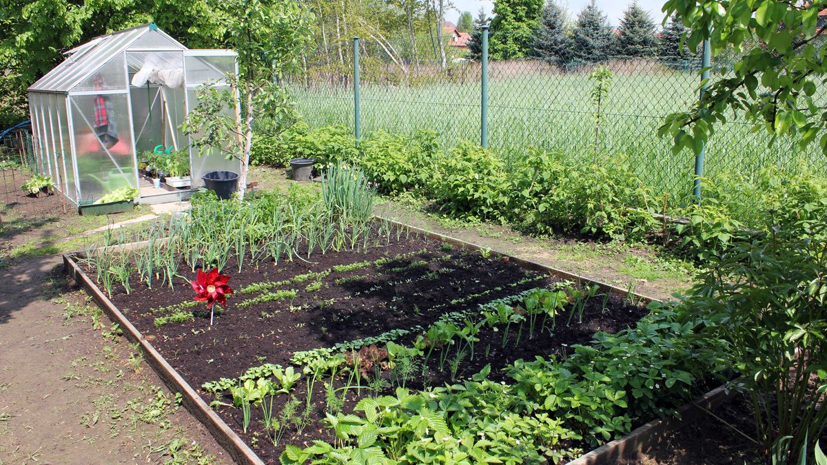 ogródek warzywny