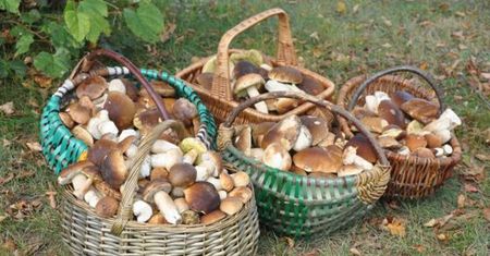 Grzybobranie to dochodowy biznes. Ekspert wskazał ile można zarobić