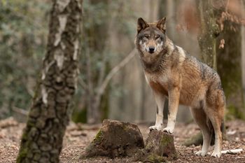 Wilki blisko domów. Gmina wydała oficjalne ostrzeżenie