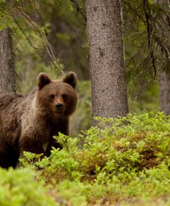 Na auto spadł niedźwiedź. Nie będzie odszkodowania