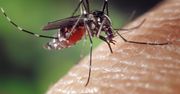 Wirus Zika manipuluje ludzką skórą, by skuteczniej się rozprzestrzeniać