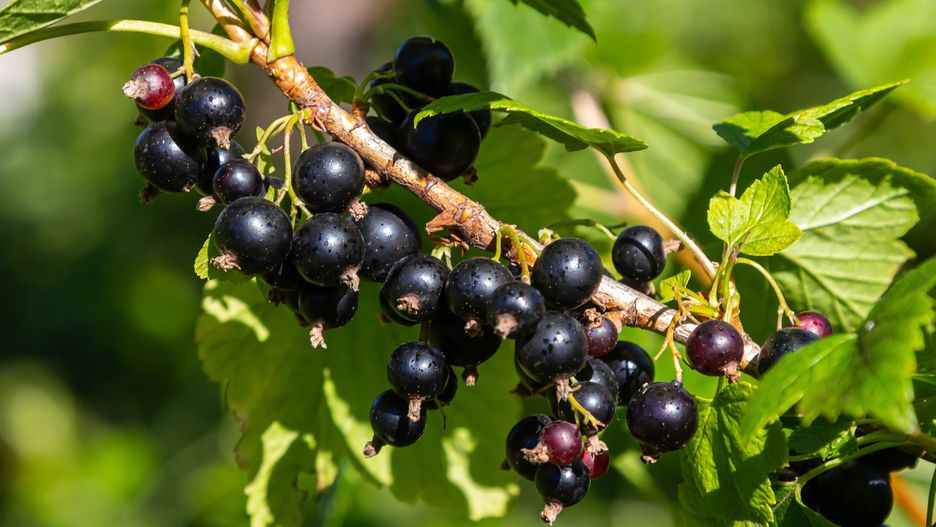 Owoce to nie jedyna rzecz jaką oferują krzaki porzeczki