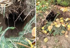 Migranci wykopali tunel na granicy z Białorusią