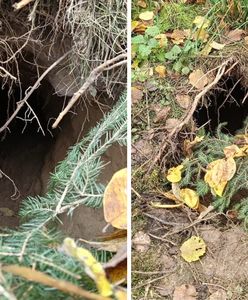 Migranci wykopali tunel na granicy z Białorusią