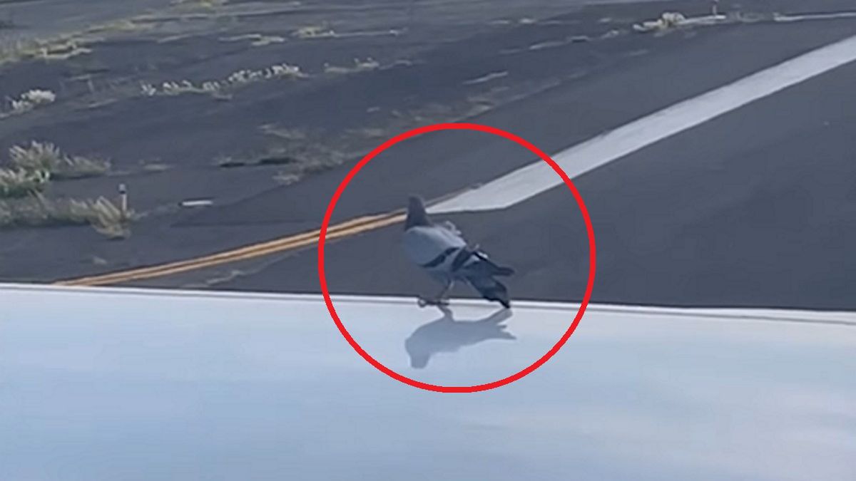 Nietypowy pasażer na gapę. Ostatecznie podróż samolotem go "przerosła"