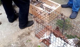 Mazowieckie. Buszujący w gołębnikach. Uprowadzał rasowe ptaki