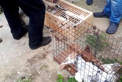 Mazowieckie. Buszujący w gołębnikach. Uprowadzał rasowe ptaki