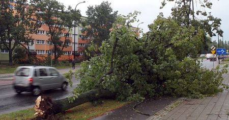 Łódź po niszczycielskich burzach. Miasto oszacowało straty