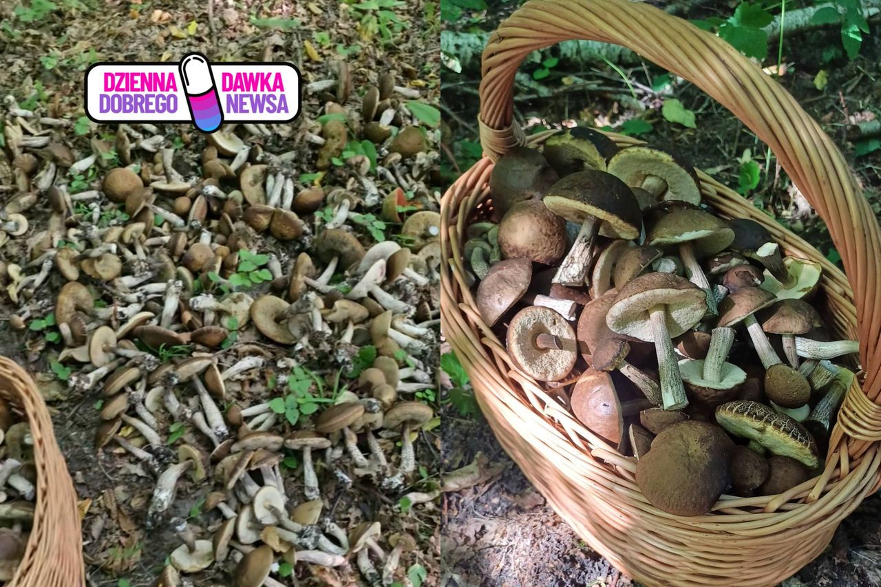 Zebrał cztery kosze koźlarzy. "Takiego wysypu jeszcze nie wiedziałem"