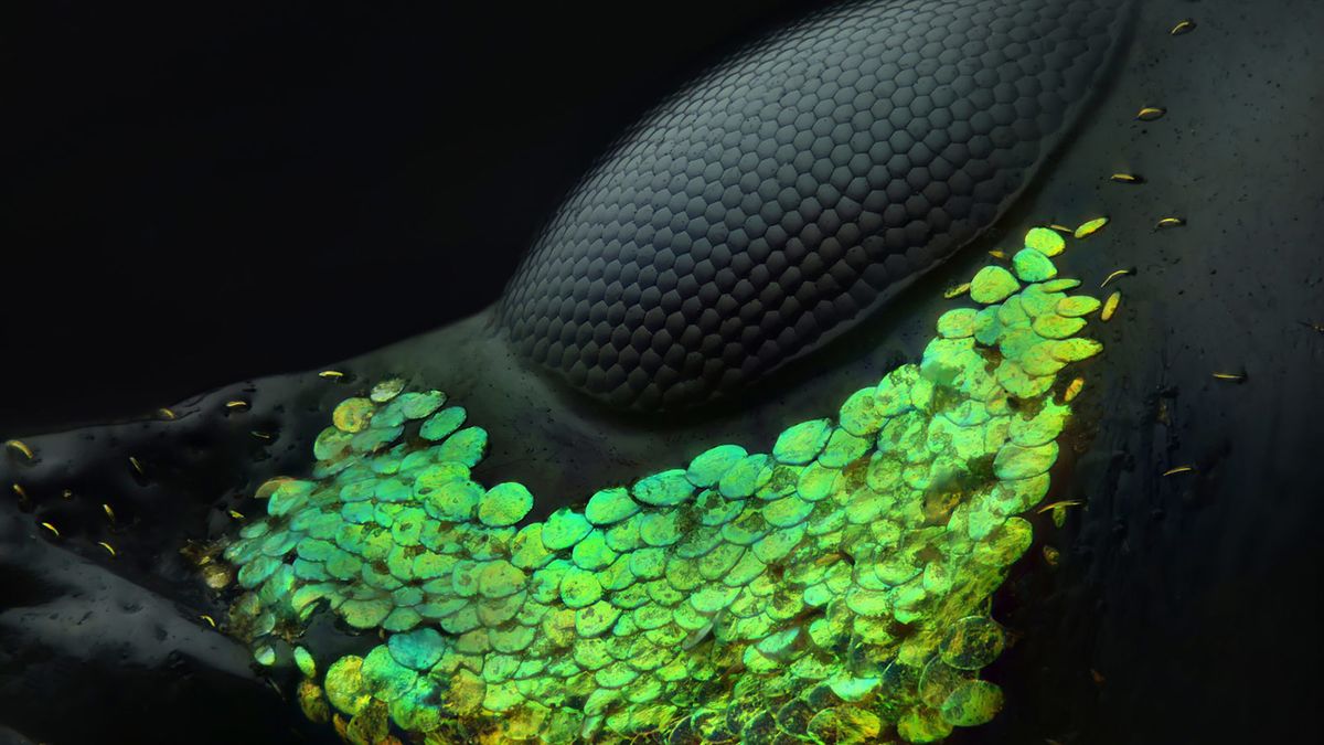 Niesamowity świat widziany z bardzo bliska - Nikon Small World 2018 1