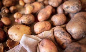 Dziadek przechowuje ziemniaki tylko w ten sposób. Pozostają twarde i jędrne aż do wiosny