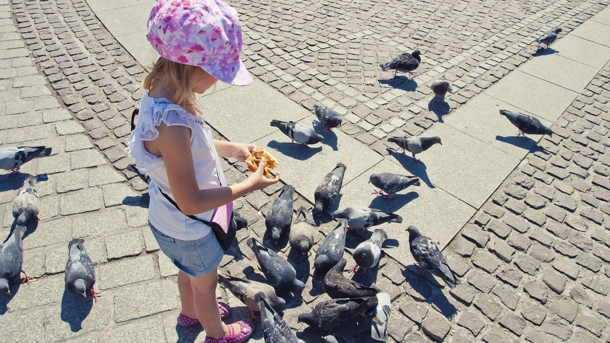 dziewczynka karmi gołębie [123rf.com]