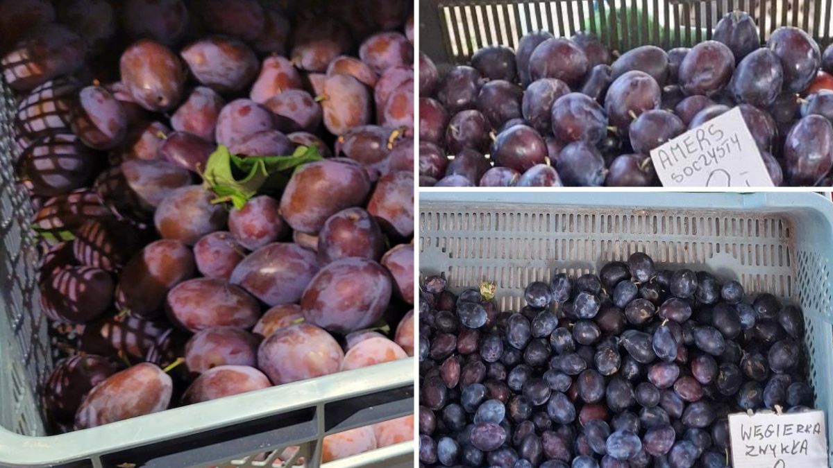 Śliwki na targu w Lublinie i na stoiskach w Warszawie