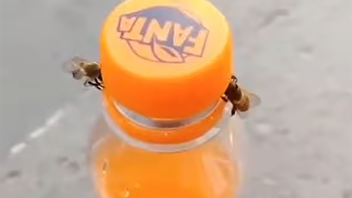 Zdeterminowane pszczoły mogą wspólnymi siłami dostać się nawet to zakręconego napoju