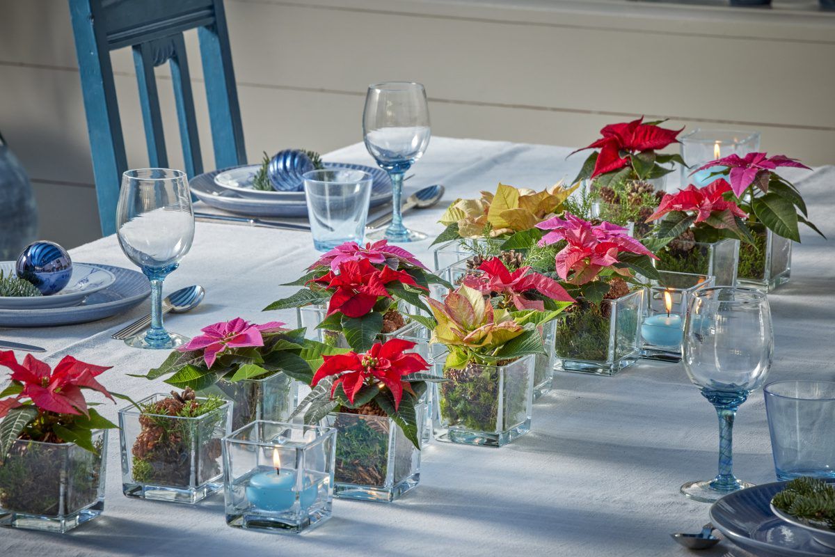2024_Poinsettia_03000_Country_Chic_in_Blue_03