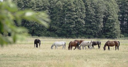 Kiedyś duma, dzisiaj wstyd? Byliśmy w Janowie Podlaskim