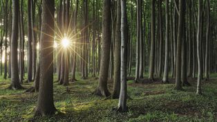Bukowe lasy i pogańskie obrzędy. Co kryje tajemnicza Świątynia Słońca na Roztoczu?
