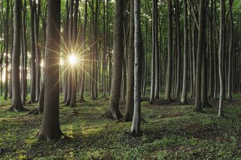 Bukowe lasy i pogańskie obrzędy. Co kryje tajemnicza Świątynia Słońca na Roztoczu?
