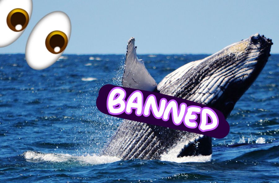 Islandia zawiesza polowanie na wieloryby