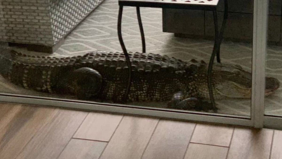 Para z Florydy przeżyła prawdziwe chwile grozy, gdy aligator wszedł na teren ich posesji