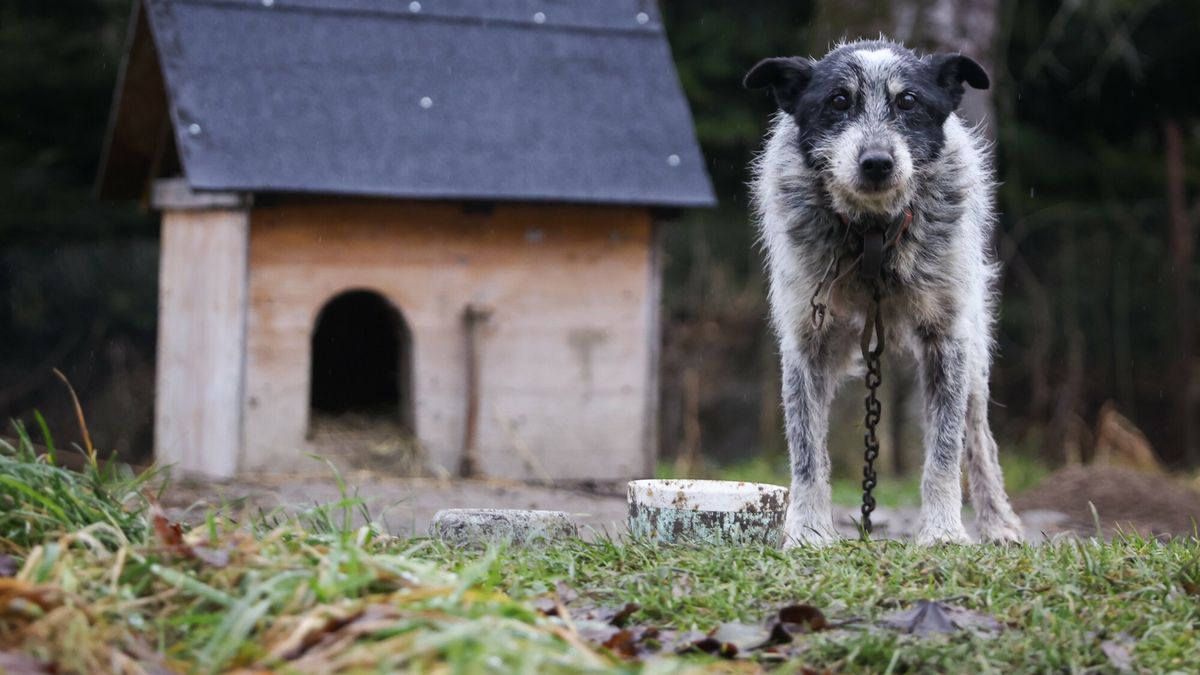Reporter archiwum 2024 12
15.12.2024 Polska . Pies na lancuchufot. Beata Zawrzel/REPORTER
Beata Zawrzel/REPORTER
