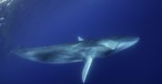 Płetwale błękitne milkną. To ostrzeżenie dla ludzi