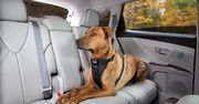 Jak przewozić zwierzęta w samochodzie - poradnik