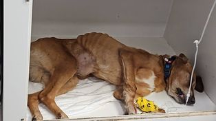 Płock: Lucky potrzebuje domu! 12-letni pies odebrany interwencyjnie