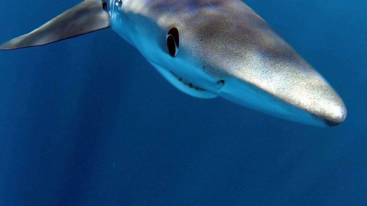 Żarłacz błękitny ponownie w Portugalii