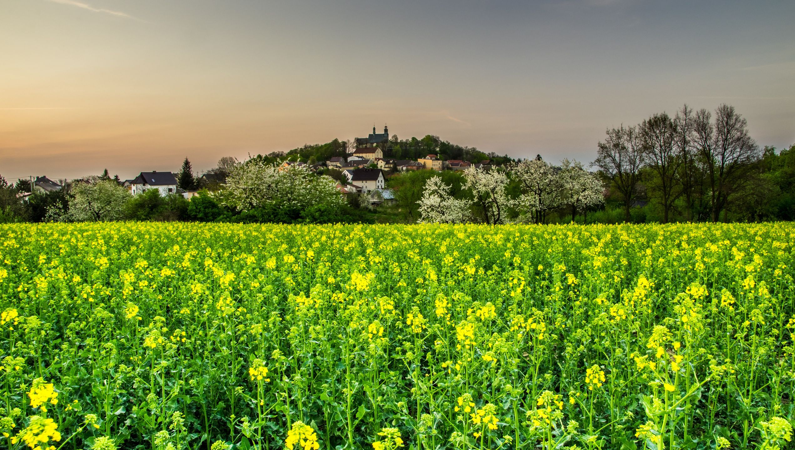 HENRYK_NIESTROJ
pola, krajobraz, hayfield, niebo, charakter, gras, jary, kwiat, lato, rolnictwa, obszarów wiejskich, countryside, drzew, farma, dmuchawce, kraj, chmura, annaberg, polska, wzgórze, wioska, wiosenny, rzepak, kolory, poranek
