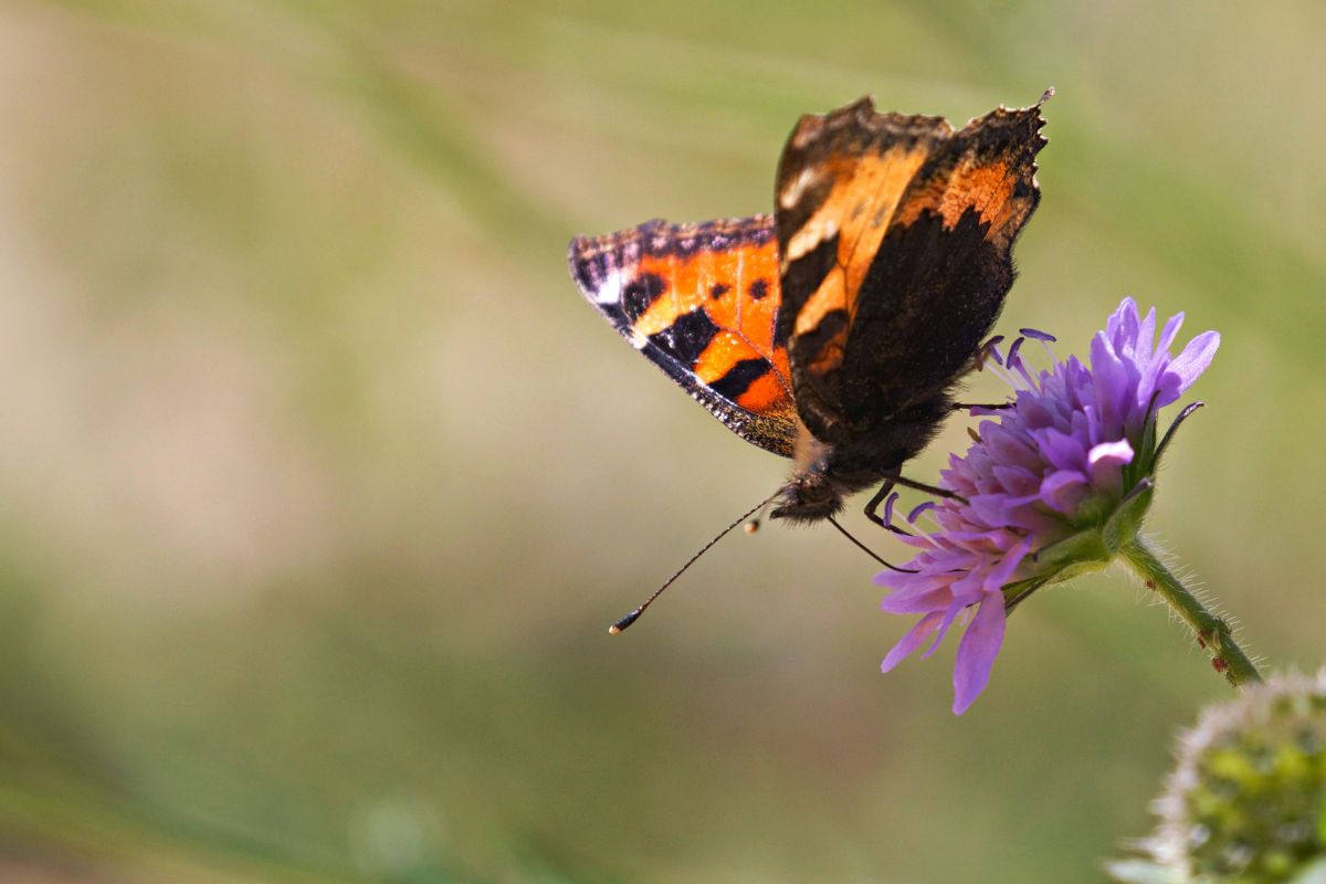 Motyl Aglais urticae to jeden z najwyżej latających owadów